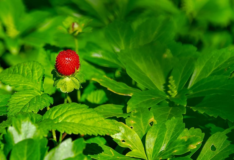 Fresh Strawberry Dessert